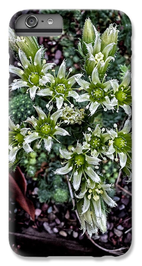 Green and white  - Phone Case