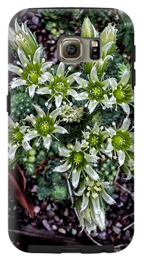 Green and white  - Phone Case