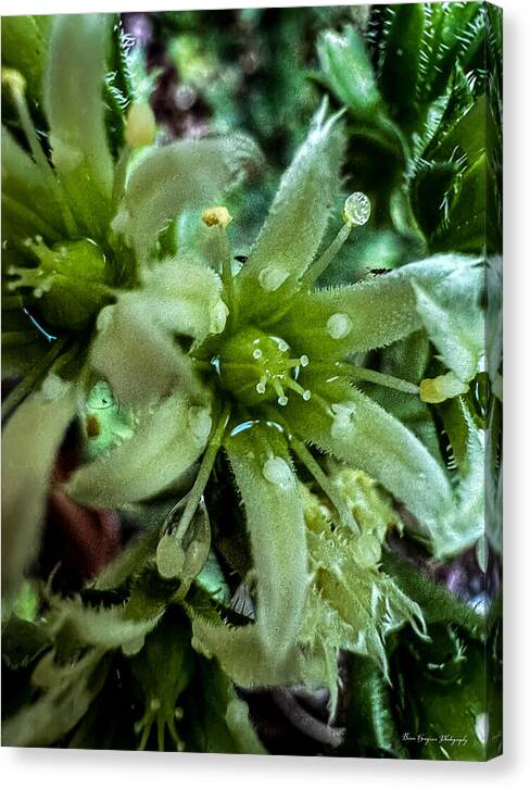 Green bloom - Canvas Print