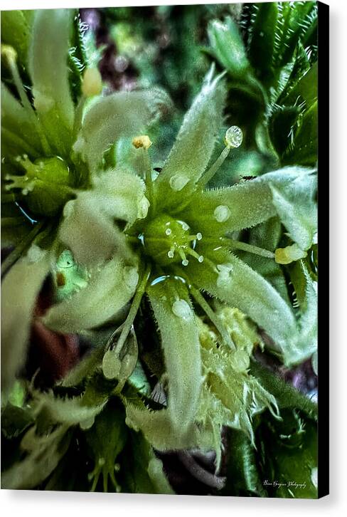 Green bloom - Canvas Print