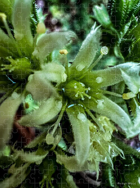Green bloom - Puzzle