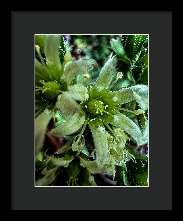 Green bloom - Framed Print