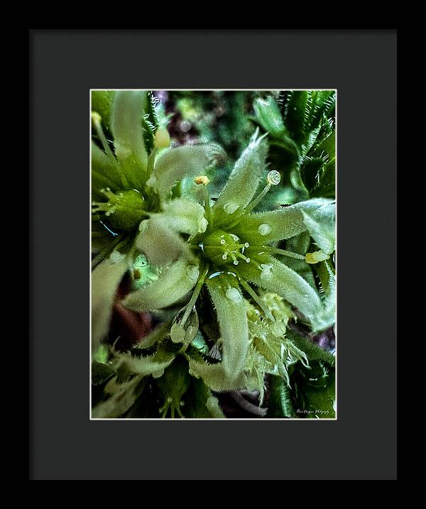 Green bloom - Framed Print
