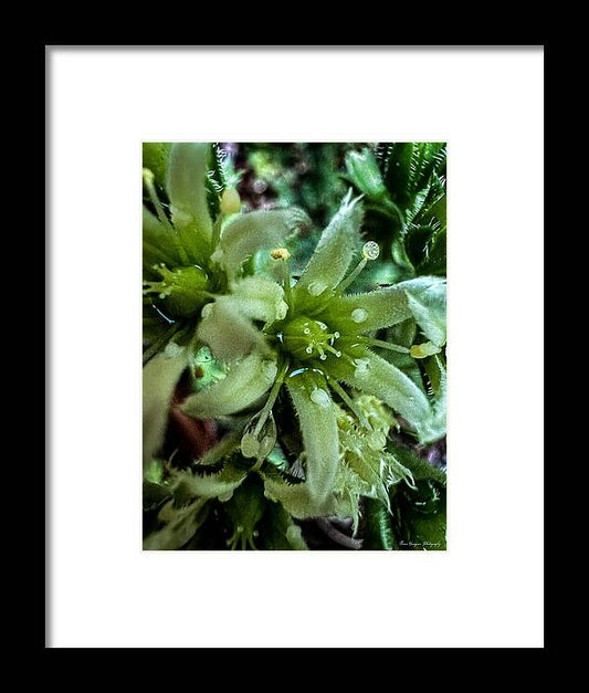 Green bloom - Framed Print