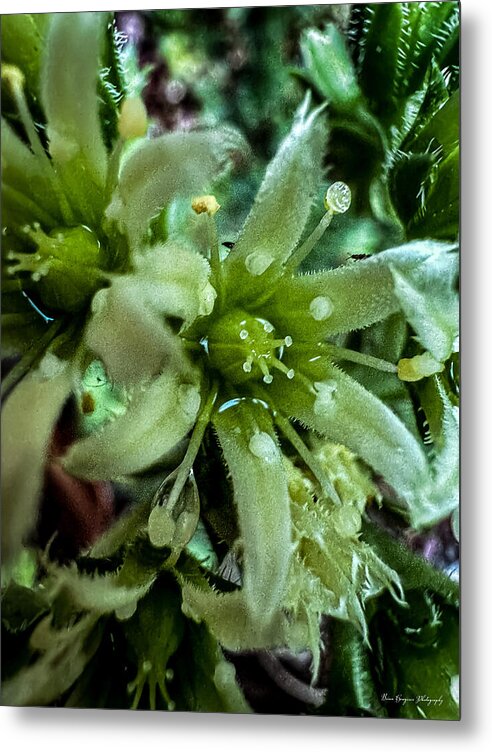 Green bloom - Metal Print