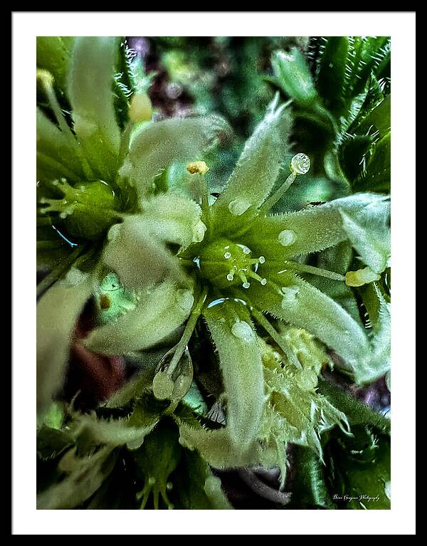 Green bloom - Framed Print