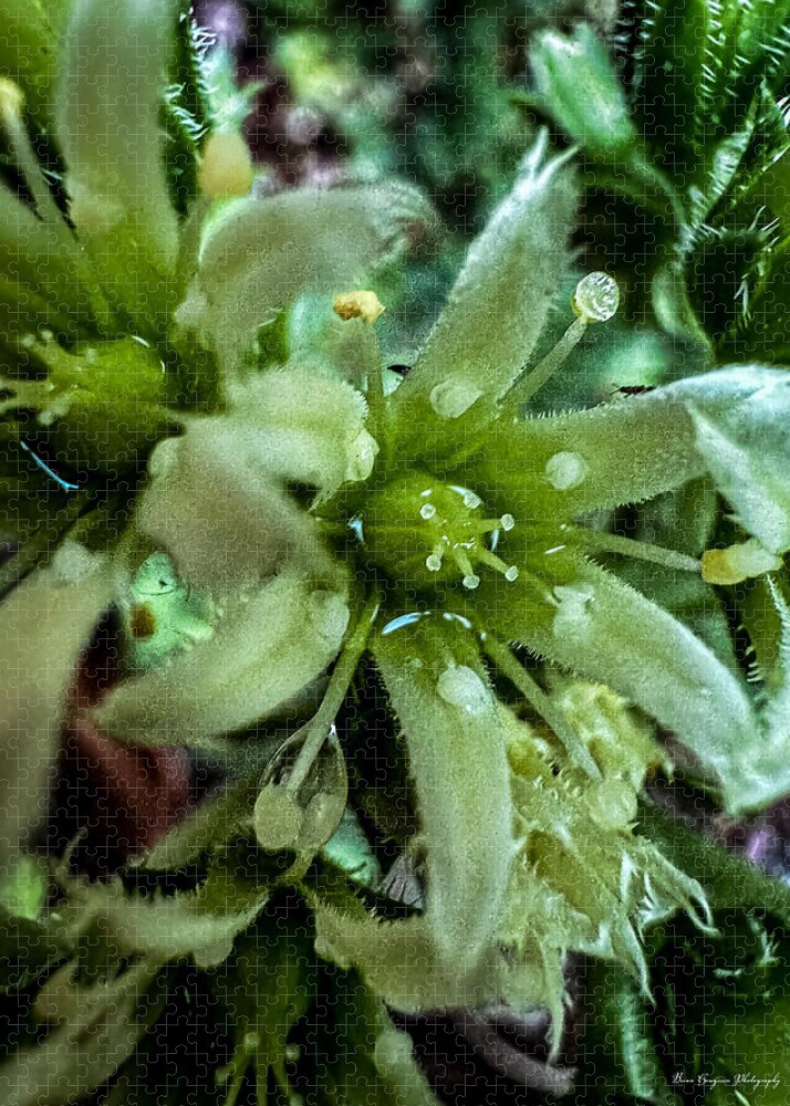 Green bloom - Puzzle