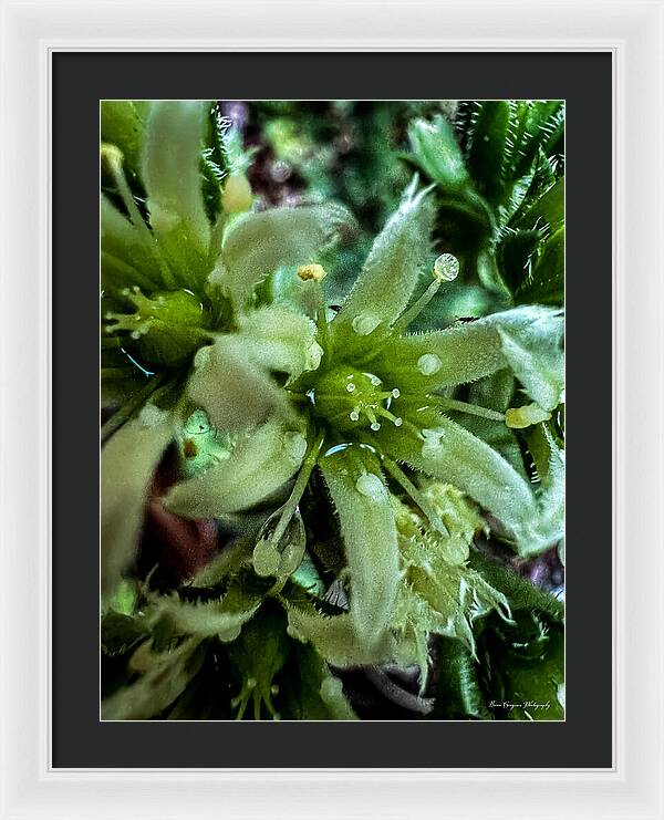 Green bloom - Framed Print
