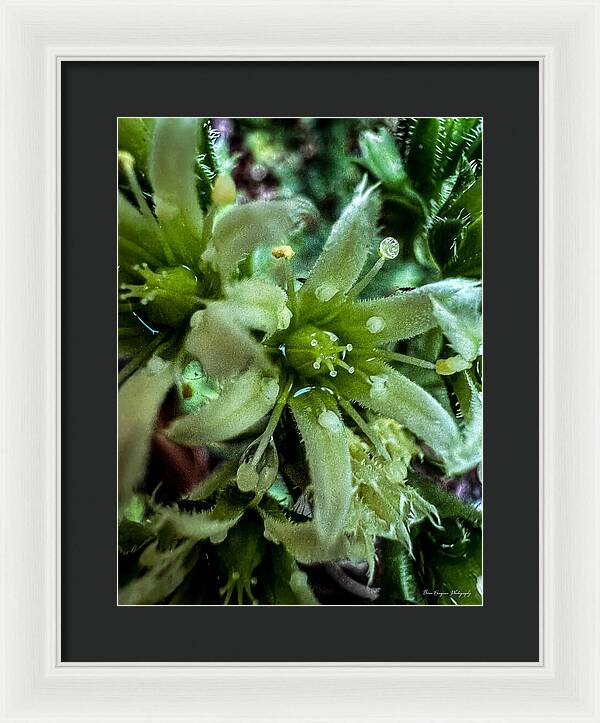 Green bloom - Framed Print
