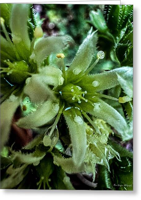 Green bloom - Greeting Card