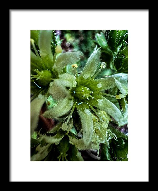 Green bloom - Framed Print