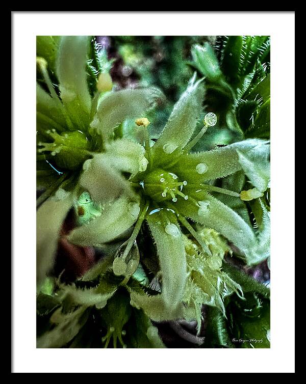Green bloom - Framed Print