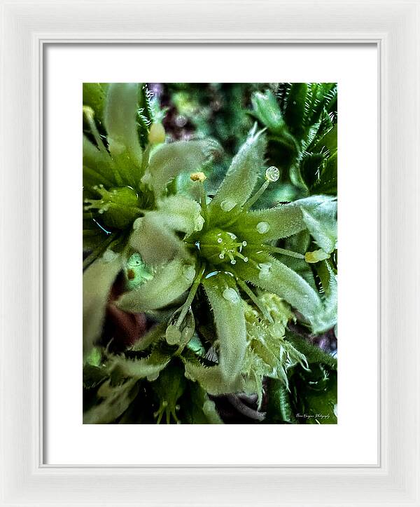Green bloom - Framed Print