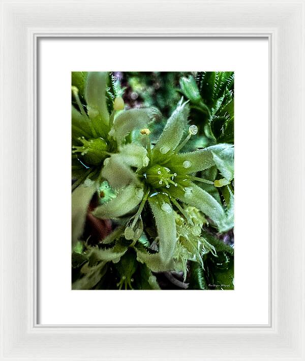 Green bloom - Framed Print
