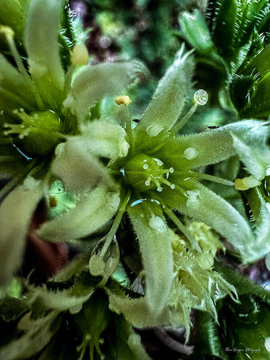 Green bloom - Art Print