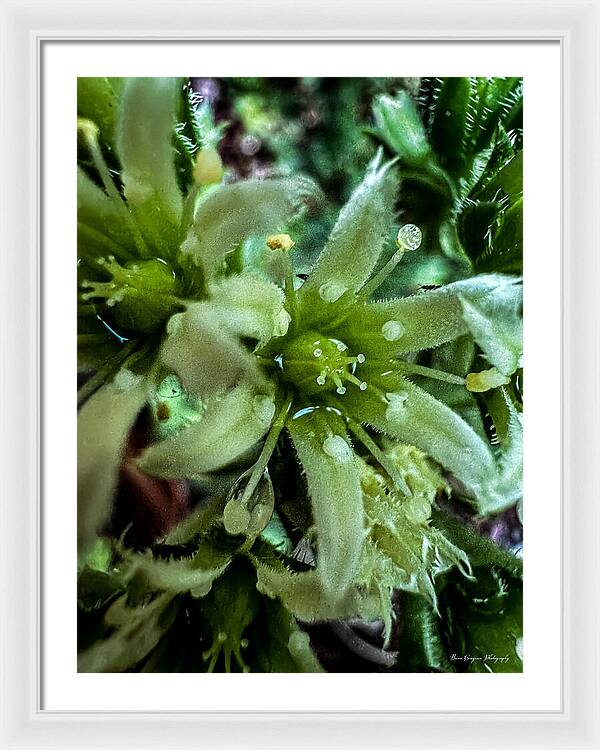 Green bloom - Framed Print