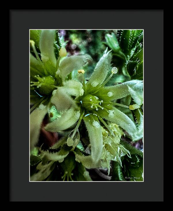 Green bloom - Framed Print