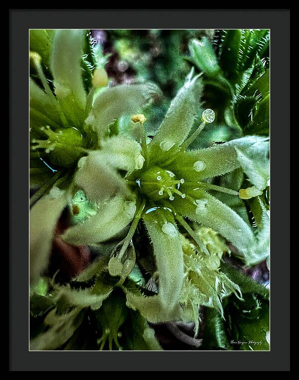 Green bloom - Framed Print