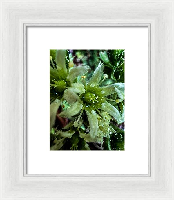 Green bloom - Framed Print