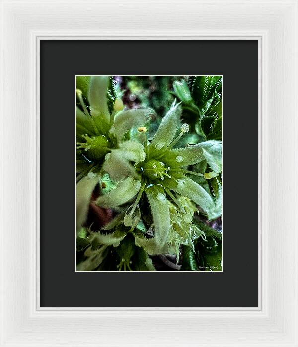 Green bloom - Framed Print