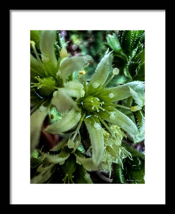 Green bloom - Framed Print