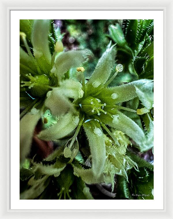 Green bloom - Framed Print