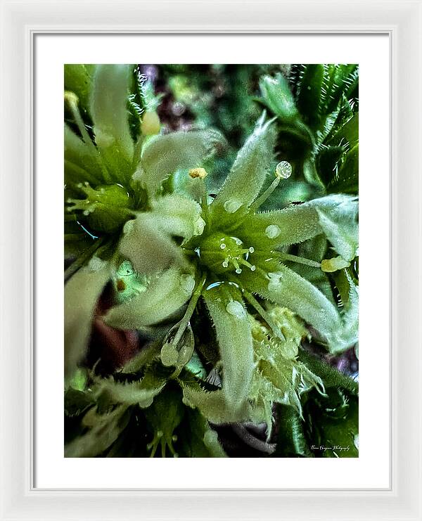 Green bloom - Framed Print