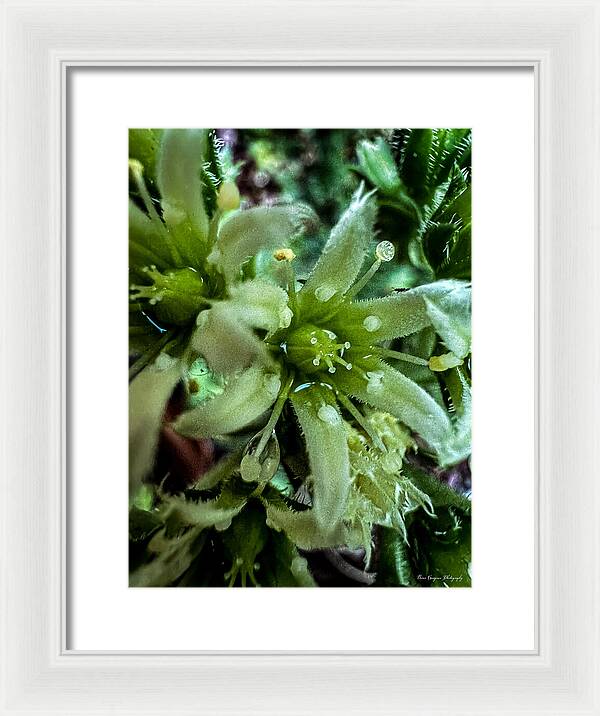 Green bloom - Framed Print