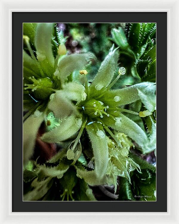 Green bloom - Framed Print