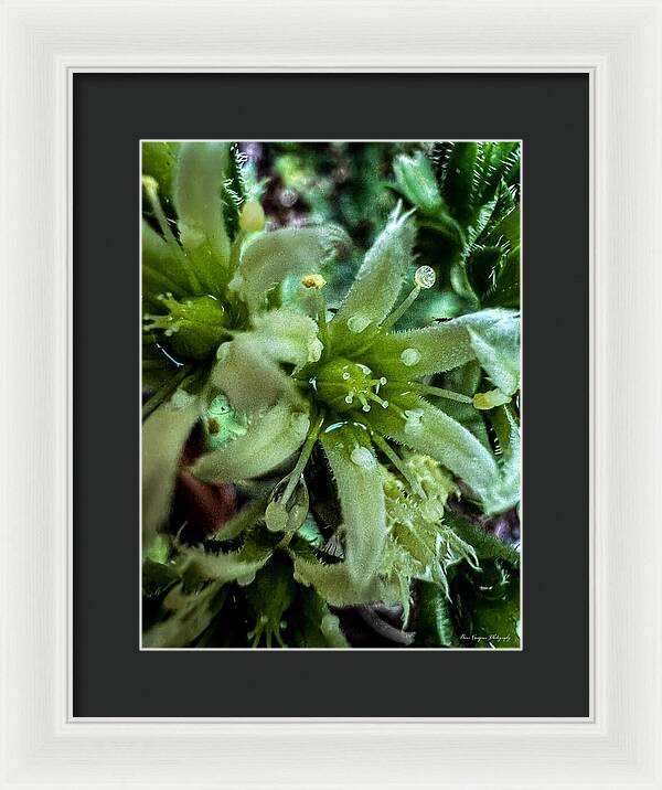Green bloom - Framed Print