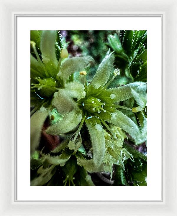 Green bloom - Framed Print