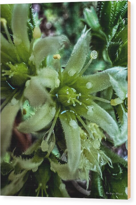 Green bloom - Wood Print