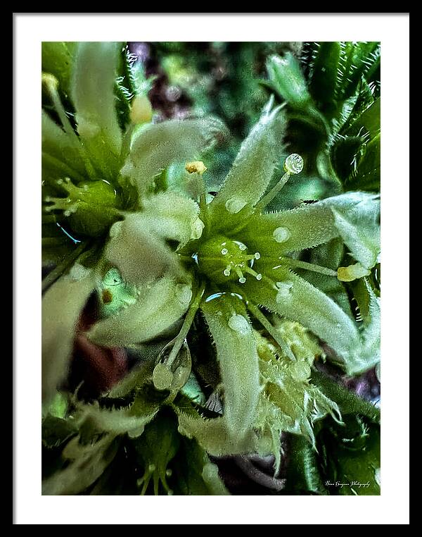 Green bloom - Framed Print