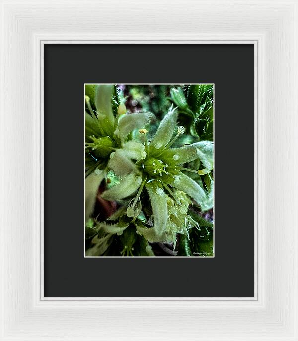 Green bloom - Framed Print