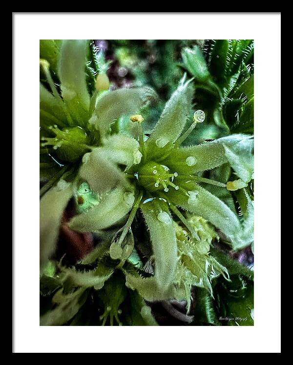 Green bloom - Framed Print
