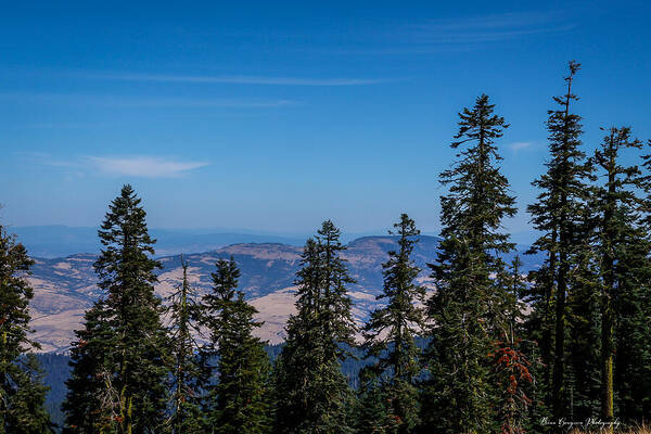 Mt Shasta 3 - Art Print