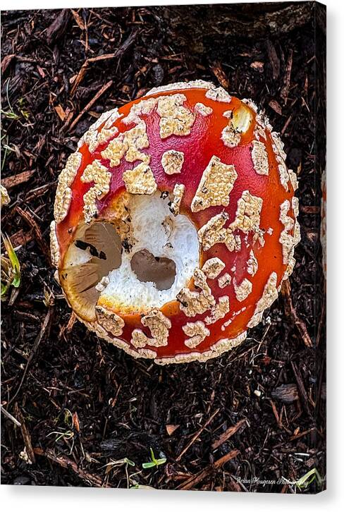 Mushroom 2 - Canvas Print