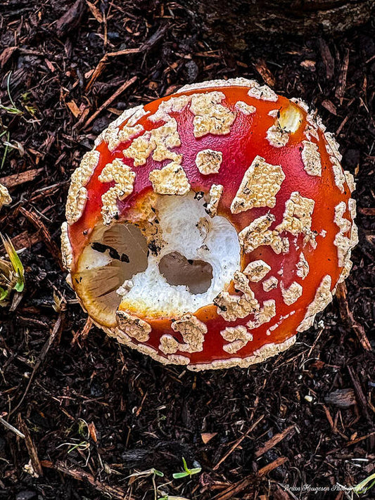 Mushroom 2 - Art Print