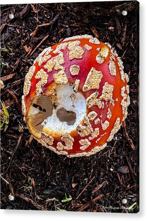 Mushroom 2 - Acrylic Print