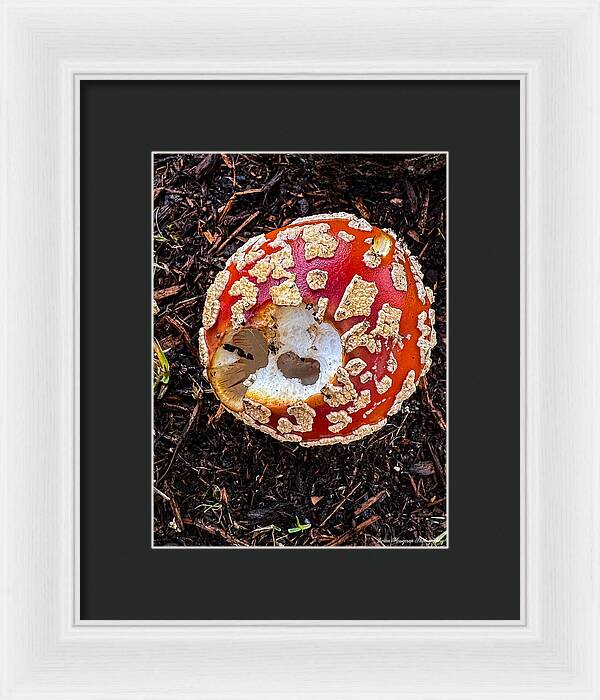 Mushroom 2 - Framed Print