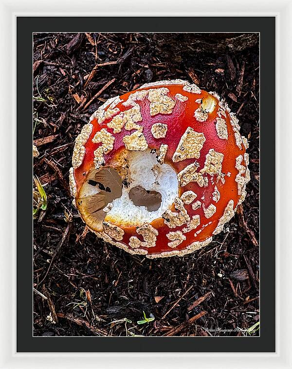 Mushroom 2 - Framed Print