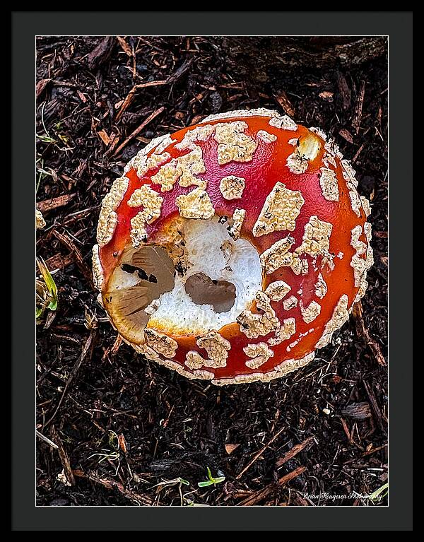 Mushroom 2 - Framed Print