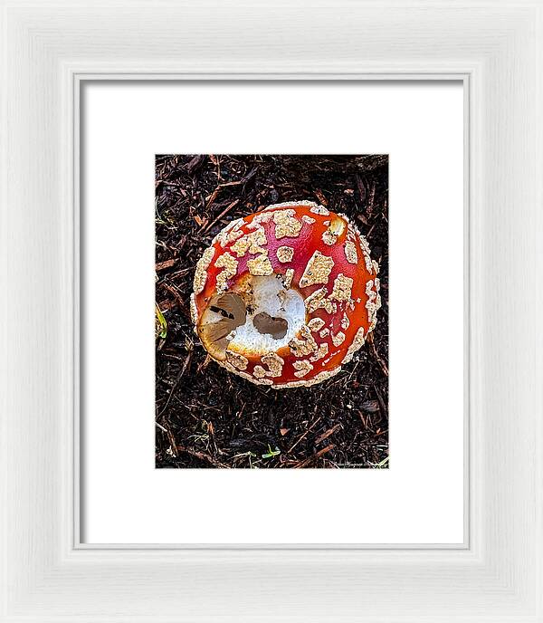 Mushroom 2 - Framed Print