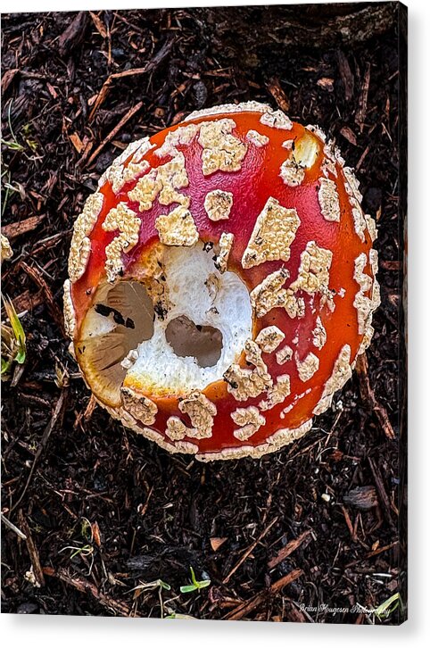 Mushroom 2 - Acrylic Print
