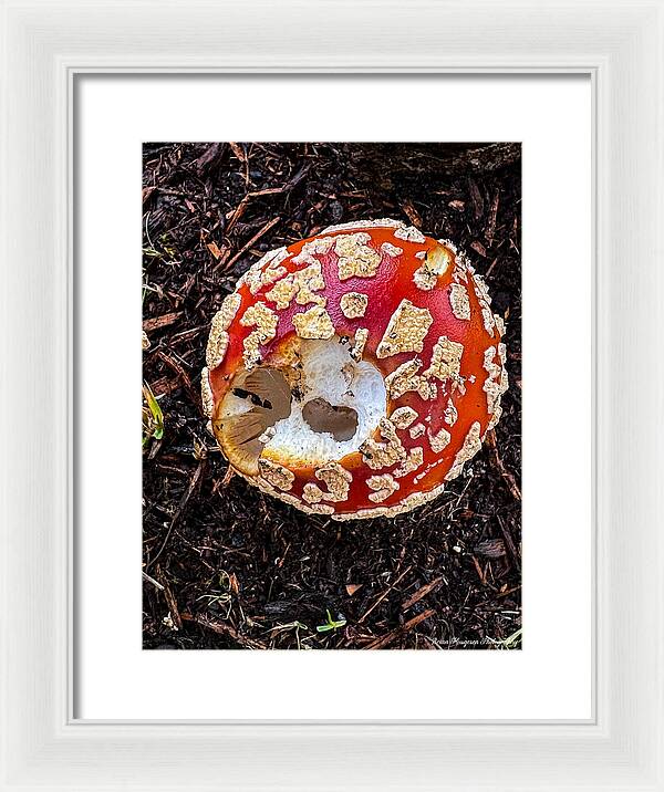 Mushroom 2 - Framed Print