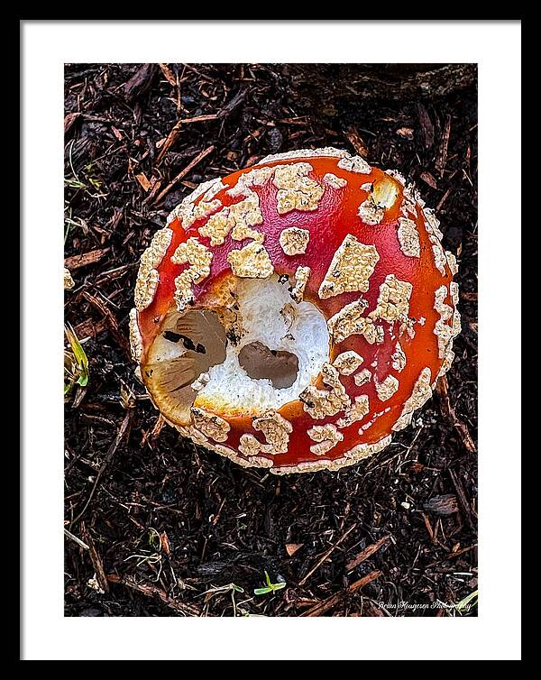 Mushroom 2 - Framed Print