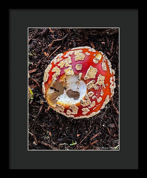 Mushroom 2 - Framed Print