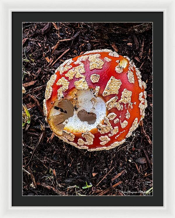 Mushroom 2 - Framed Print
