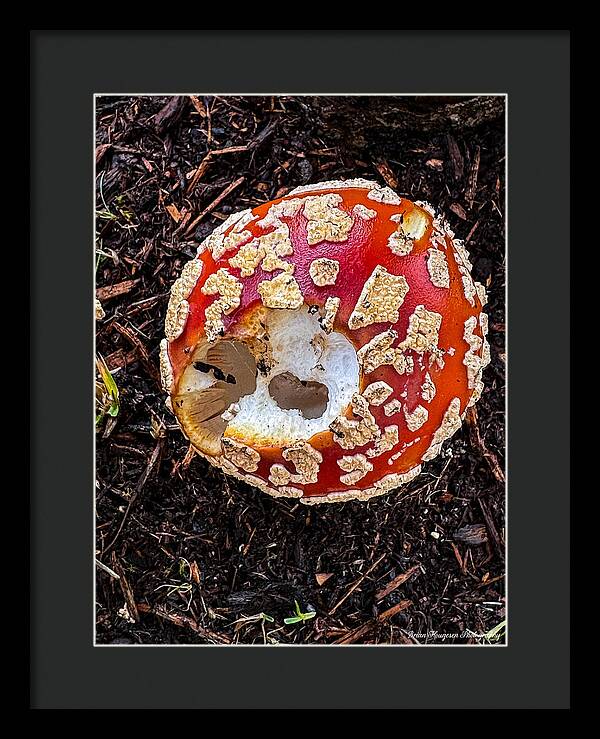 Mushroom 2 - Framed Print