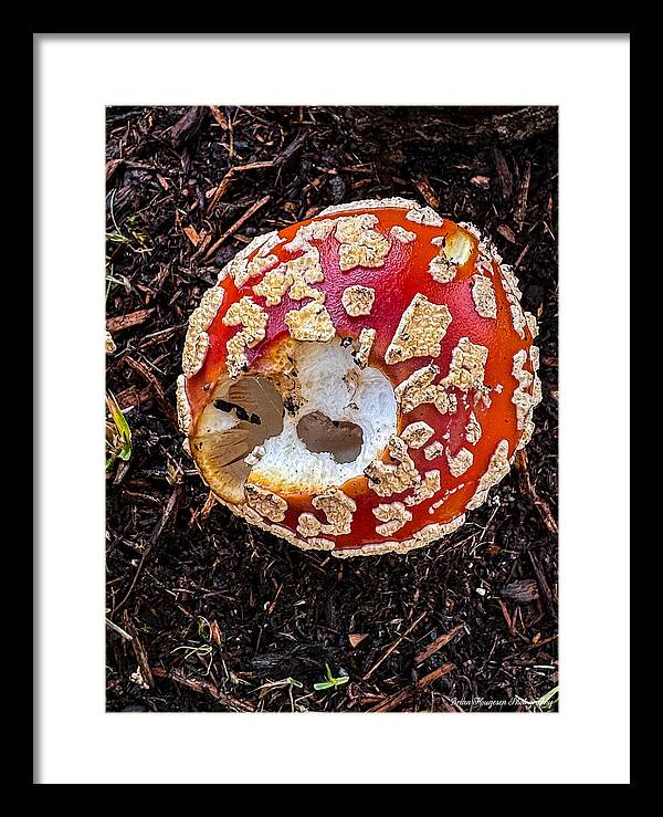 Mushroom 2 - Framed Print